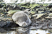 A Seal Laying On The Rocky Shore At The Water's Edge; Antarctica