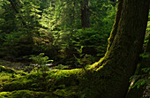 Licht leuchtet durch die Wälder von Haida Gwaii; Haida Gwaii, British Columbia, Kanada