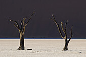 Abgestorbene Bäume in dem Gebiet, das als Deadvlei bekannt ist und tief innerhalb der Grenzen des Sossusvlei liegt; Namibia