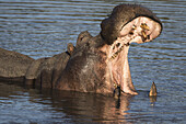Nilpferd (Hippopotamus Amphibius) gähnt; Südafrika