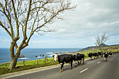 Vieh auf der Straße; Mosteiros, Sao Miguel, Azoren, Portugal