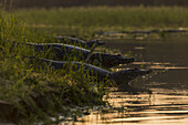 Three Yacare Caiman (Caiman Yacare) In Shallows At Sunset; Mato Grosso Do Sul, Brazil