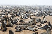 Eine der größten Kolonien von Kap-Pelzrobben (Arctocephalus Pusillus) der Welt im Kap-Kreuz-Robbenreservat, Skelettküste, West-Namibia; Namibia