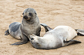 Two Young Funny Fur Seals (Arctocephalus Pusillus) Are Playing On A Sand Beach At Cape Cross Seal Reserve; Namibia