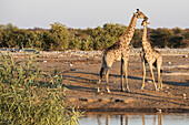 Eine namibische Giraffenfamilie (Giraffa Giraffa Angolensis), Mutter und Baby, ruhen sich in der Nähe einer Wasserstelle aus, Etosha-Nationalpark; Namibia