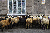 Schafherde (Ovis Aries) auf einer Straße; Gyumri, Provinz Shirak, Armenien