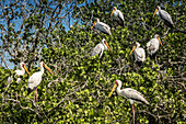 Flamingos in den Mangroven; Pemba, Cabo Delgado, Mosambik