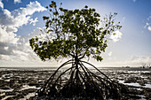 Wurzeln einer Mangrove bei Ebbe, Insel Quirimba, Quirimbas-Nationalpark; Cabo Delgado, Mosambik