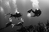 Four divers scuba diving in the Belize Barrier Reef, Three Amigos Dive Site, Turneffe Atoll; Belize