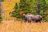 Ein großer Elchbulle (Alces alces) steht im Gebüsch und beobachtet eine Gruppe von Wanderern, die an einem sonnigen Herbsttag am Powerline Pass im Chugach State Park in der Nähe von Anchorage im südlichen Zentralalaska vorbeizieht; Alaska, Vereinigte Staaten von Amerika
