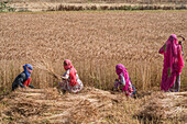 Woman harvesting wheat in the northern region of Jowai; Jowai, Meghalaya, India