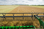 Close-up of a combine harvester header straight cutting in a mature standing field of canola during the harvest, near Niverville; Manitoba, Canada