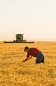 Ein Landwirt prüft die Ernte, während ein Mähdrescher Winterweizen erntet, in der Nähe von Niverville; Manitoba, Kanada