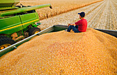 Ein Landwirt entspannt sich in einem Getreidewagen voller Futtermais neben einem Mähdrescher, der mit dem geernteten Getreide gefüllt ist, in der Nähe von Niverville; Manitoba, Kanada