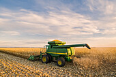A combine harvester works in a field of mature feed/grain corn during the harvest, near Niverville; Manitoba, Canada