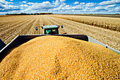 Feed/grain corn in the back of a grain wagon during the harvest, near Niverville; Manitoba, Canada