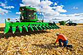 Ein Landwirt untersucht Maisreste vor einem Mähdrescher mit einem Traktor und einem Getreidewagen im Hintergrund, während der Futter-/Körnermaisernte, in der Nähe von Niverville; Manitoba, Kanada