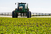 A high clearance sprayer gives a ground chemical application of herbicide to early growth feed/grain corn, near Steinbach; Manitoba, Canada