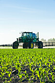 A high clearance sprayer gives a ground chemical application of herbicide to early growth feed/grain corn, near Niverville; Manitoba, Canada