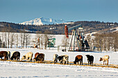 Rinder in einem schneebedeckten Feld mit Pumpjacks, schneebedeckten Bergen, sanften Hügeln und blauem Himmel im Hintergrund, westlich von High River; Alberta, Kanada