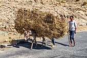 Mann und Esel tragen Reisig; Adi-Teklezan, Region Anseba, Eritrea