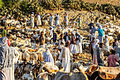 Ziegenhirten mit ihren Ziegen auf dem montäglichen Viehmarkt; Keren, Anseba-Region, Eritrea