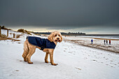 Hund mit Mantel an einem verschneiten Strand an der Küste; South Shields, Tyne and Wear, England