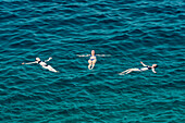 Young female tourists swimming in the Adriatic Sea; Rovinj, Croatia