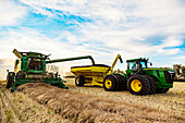 Rapsernte und Umladen des Saatguts auf einen von einem Traktor gezogenen Getreidewagen bei Sonnenuntergang; Legal, Alberta, Kanada