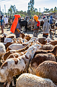 Schafe (Ovis aries) auf dem Viehmarkt; Bahir Dar, Amhara Region, Äthiopien