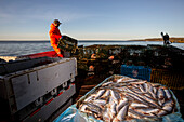 Lobster fisherman with herring bait. Digby Neck, Bay of Fundy; Nova Scotia, Canada