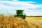 A farmer driving a combine with a nearly full load during a Canola harvest; Legal, Alberta, Canada
