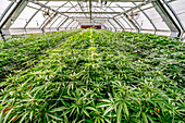 Cannabis plants in early flowering stage growing in a greenhouse under natural lighting; Cave Junction, Oregon, United States of America