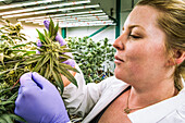 Pflege von Cannabispflanzen in der frühen Blütephase in einem Indoor-Zuchtraum unter künstlicher Beleuchtung; Cave Junction, Oregon, Vereinigte Staaten von Amerika