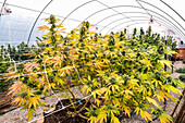 Cannabispflanzen in der späten Blütephase in einem Gewächshaus bei natürlicher Beleuchtung; Cave Junction, Oregon, Vereinigte Staaten von Amerika