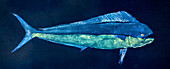 A fish print of a mahi-mahi also known as a dorado or dolphin fish. Gyotaku is the traditional Japanese method of printing fish, a practice which dates back to the mid-1800s. This form of printing was used by fishermen to record their catches, but has now become an art form of its own; Hawaii, United States of America