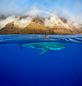 Dieser Weiße Hai (Carcharodon carcharias) wurde unter einem frühmorgendlichen Regenbogen vor der Insel Guadalupe, Mexiko, fotografiert. Drei Bilder wurden für dieses Foto kombiniert, das halb oben, halb unten ist; Guadalupe Island, Mexiko