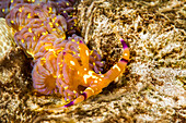 The blue dragon nudibranch (Pteraeolidia ianthina) has evolved a method of capturing and farming microscopic plants (zooxanthellae) in its body. The plants flourish in this protected environment and as they convert the sun's energy into sugars, they pass a significant proportion on to the nudibranch for its own use; Hawaii, United States of America