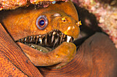 The viper moray eel (Enchelynassa canina), also known as the longfang moray, cannot completely close its jaws. Algae grows on the teeth and can be cleaned off when the eel bites something, as in the case of the white teeth; Hawaii, United States of America