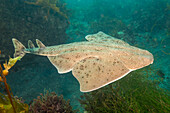 The Pacific angel shark (Squatina californica) with it's flat body and huge, wing-like pectoral fins looks somewhat more like a ray than a shark. It's colouring makes it difficult to see on a sandy bottom where they often rest; Santa Barbara Island, California, United States of America
