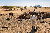 Donkeys by the old water well built in 1905; Naqa, Northern State, Sudan