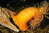 Die schwimmende Anemone (Stomphia coccinea) ist normalerweise stationär, es sei denn, sie wird von einem Lederstern (Dermasterias imbricata) bedroht, wie hier im Bild; British Columbia, Kanada