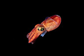 Der Stummel-Tintenfisch (Rossia pacifica) ist normalerweise nur nachts anzutreffen und bleibt bei Tageslicht im Sand verborgen; British Columbia, Kanada