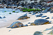 Diese grünen Meeresschildkröten (Chelonia mydas), eine vom Aussterben bedrohte Art, sind am Ho'okipa Beach auf Maui, Hawaii, aus dem Wasser aufgetaucht. Auf den ersten Blick ähneln sie den Boldern im Hintergrund; Maui, Hawaii, Vereinigte Staaten von Amerika