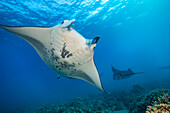 Reef manta rays (Manta alfredi) cruise over the shallows off Ukumehame in a mating train.  The female is in the foreground and leads this procession; Maui, Hawaii, United States of America