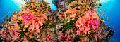 Alconarian and tubastrea coral with schooling anthias dominate this Fijian reef scene; Fiji