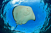The Broad stingray (Dasyatis latus), also known as the Brown stingray or Hawaiian stingray, is the predominant species of stingray in the inshore waters of the Hawaiian Islands; Hawaii, United States of America