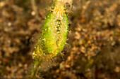 The egg pouch of a female roughsnout ghost pipefish (Solenostomus paegnius) are large fused pelvic fins located under the body. The eyes of the well developed young are visible in the transparent eggs; Philippines