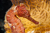 The lined seahorse (Hippocampus erectus) is also known as the northern seahorse or spotted seahorse; Bonaire, Netherlands Antilles