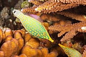The longnose filefish (Oxymonacanthus longirostris) reaches nearly four inches in length on a reef off the island of Yap; Yap, Federated States of Micronesia